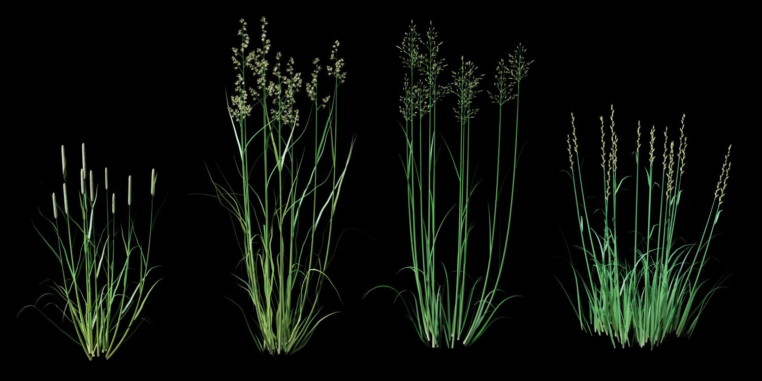 gramineae grass cereals 3d model