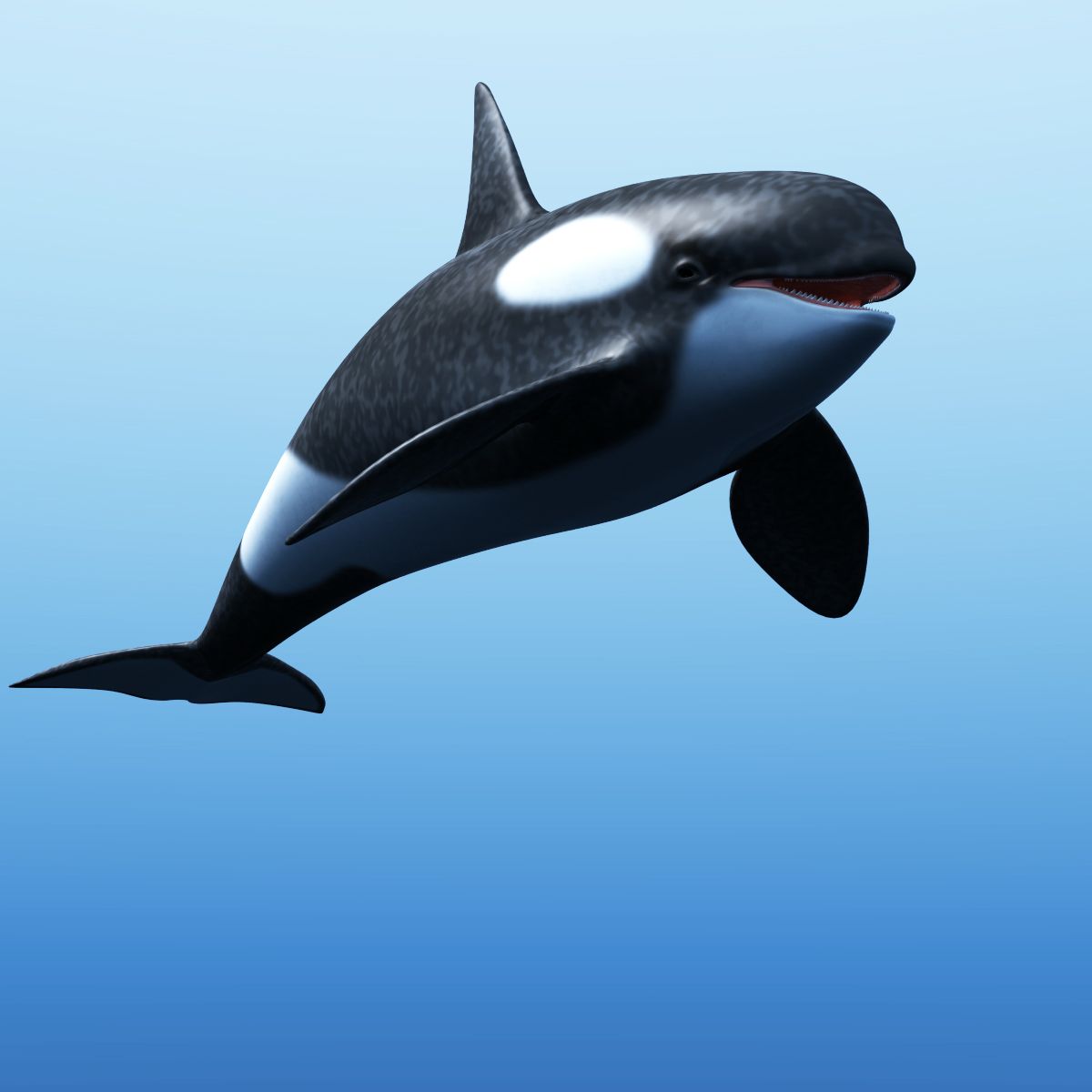 Orca 3d model