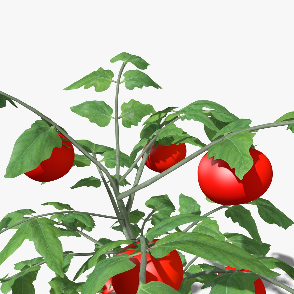 Plant de tomate royalty-free 3d model - Preview no. 4