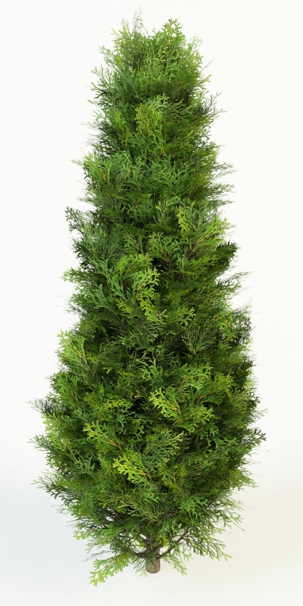 thuja occidentalis columna 3d model