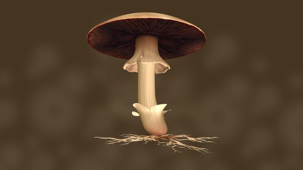 Agaricus 3d model