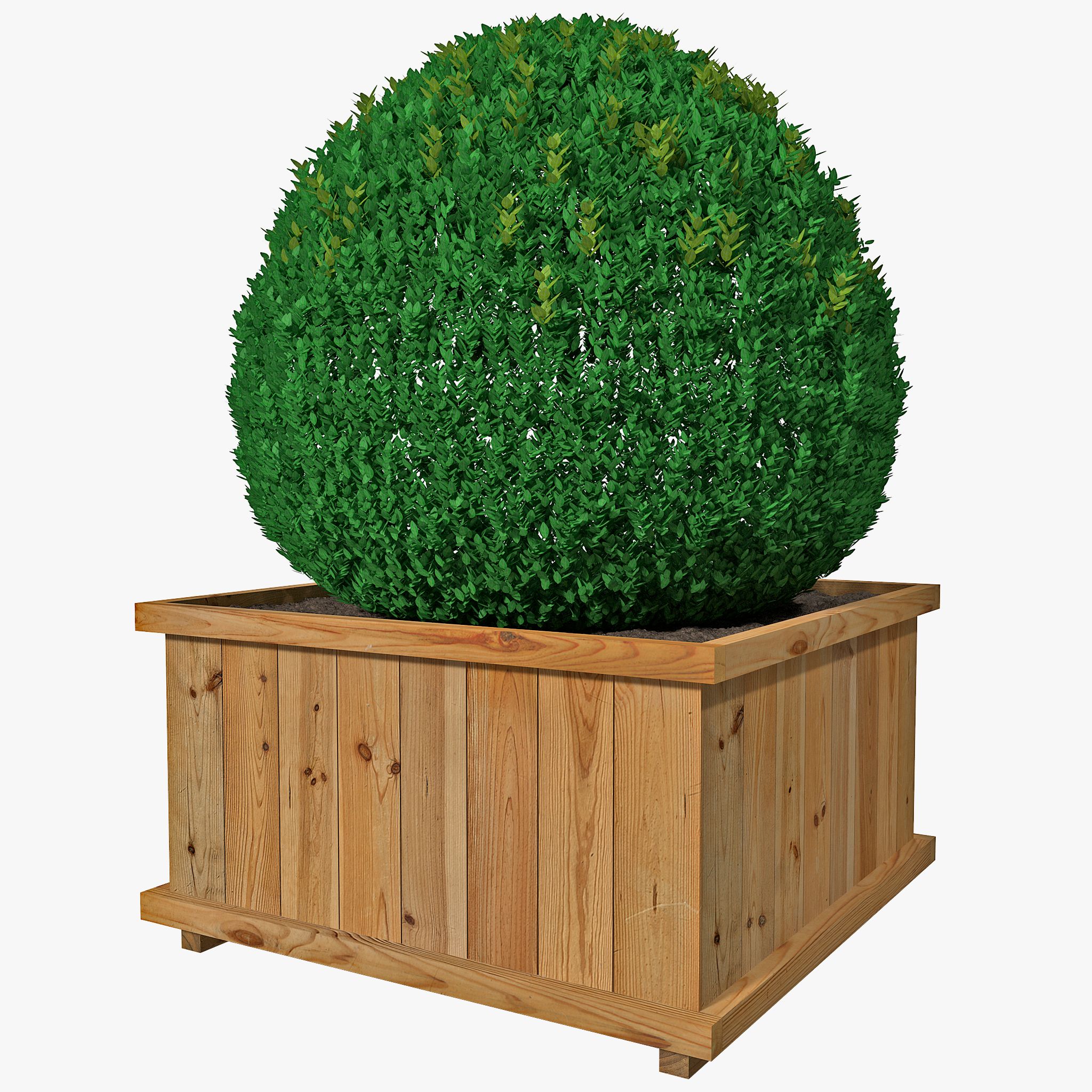 Round Box Hedge 3d model