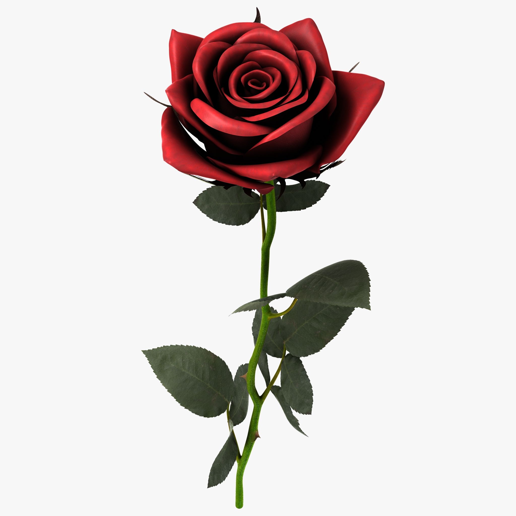 Red Rose 3d model