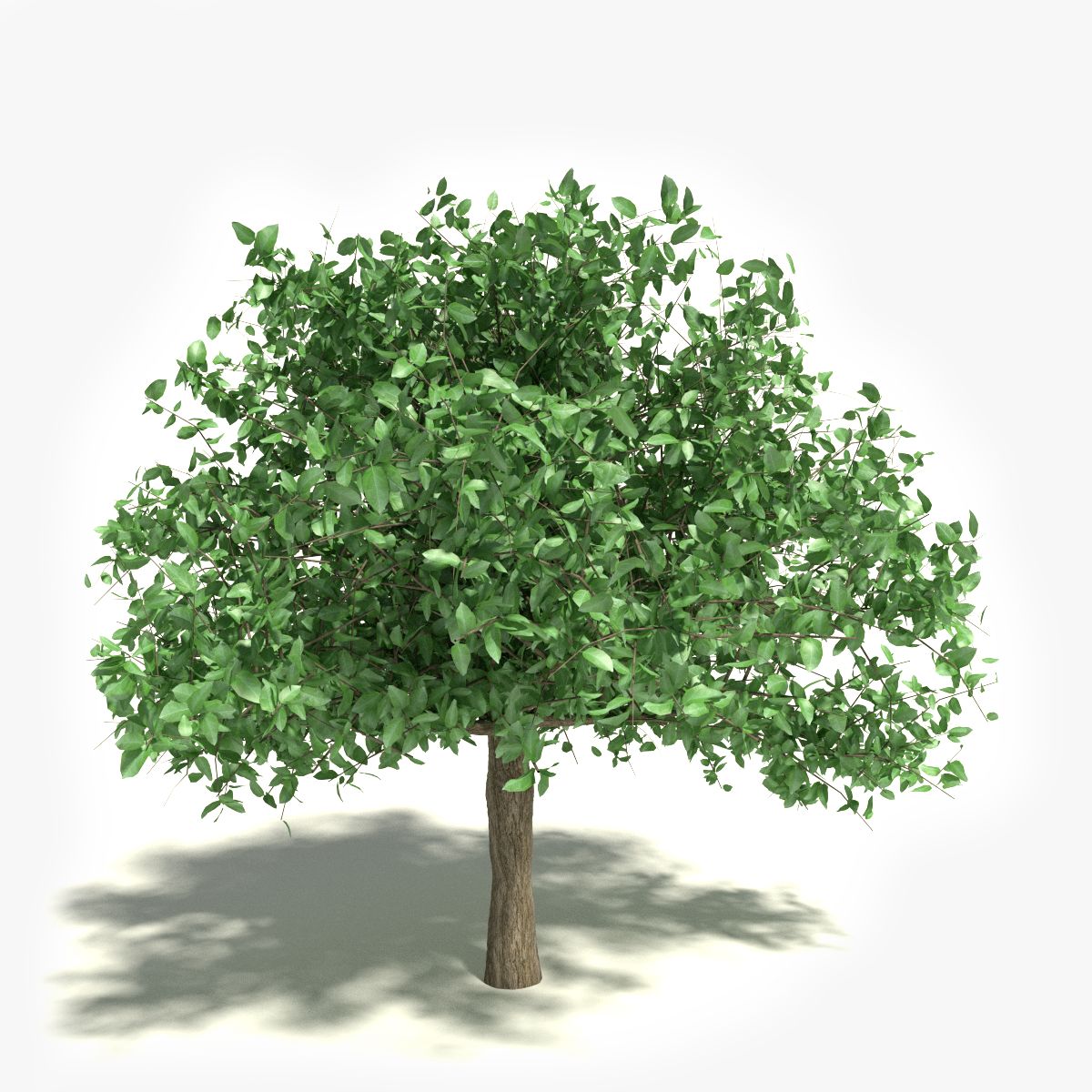 Tree 3d model