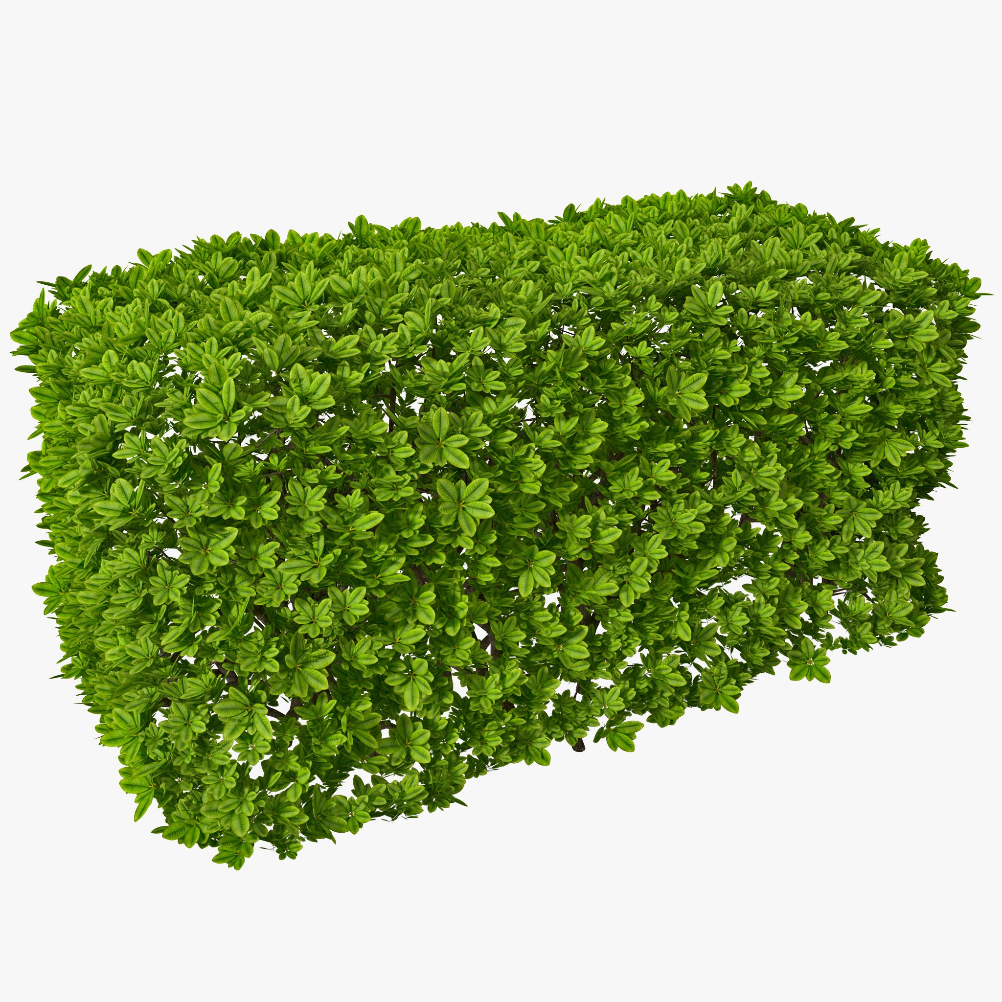 Rectangular Box Hedge 3d model