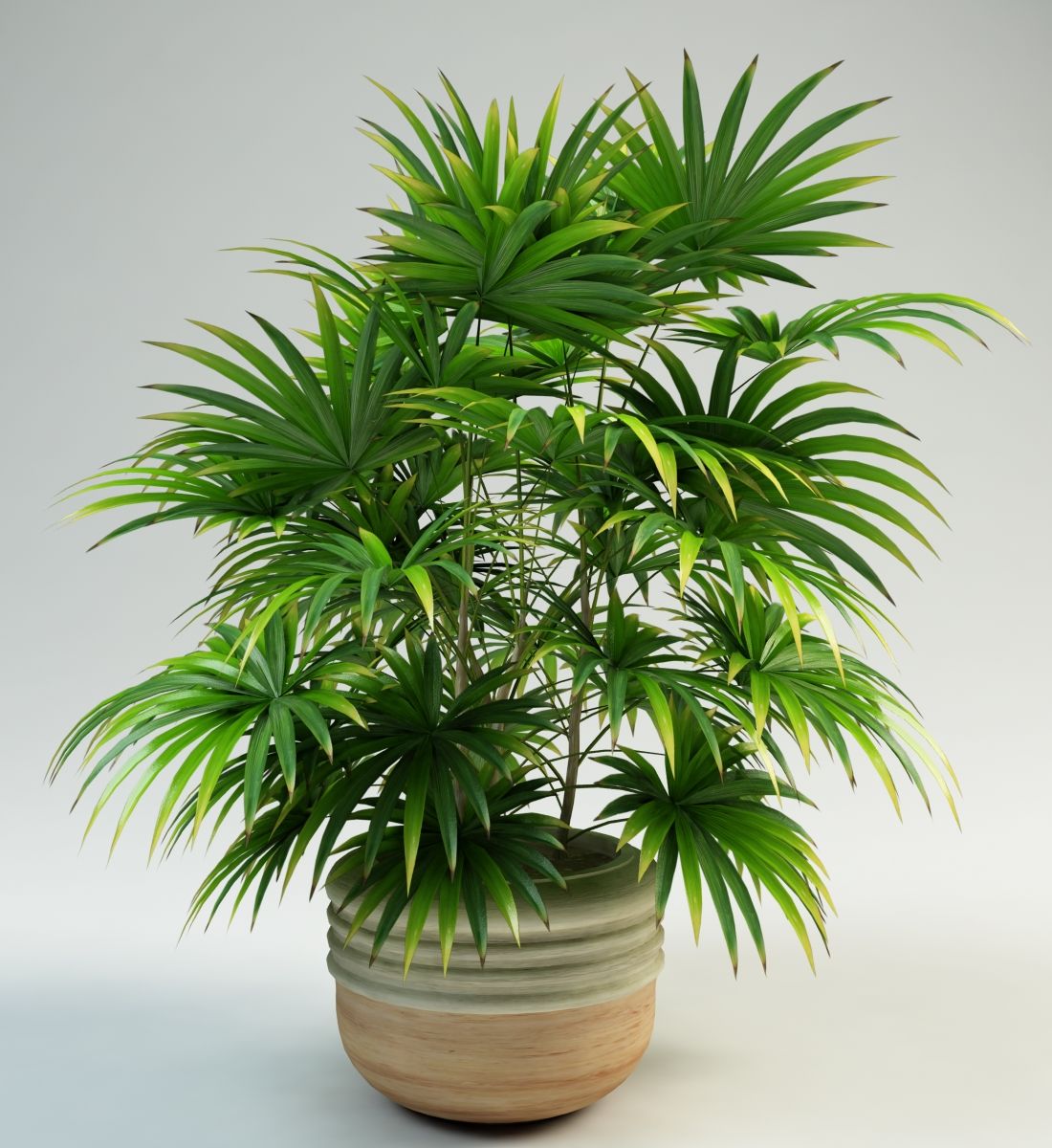 Lady Palm rhapis 3d model