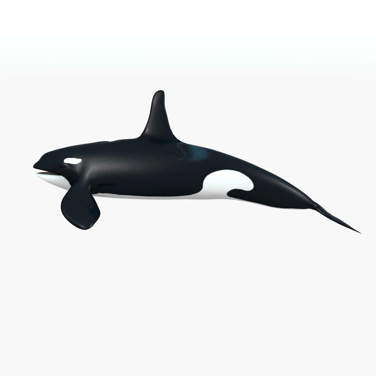 Orca 3d model