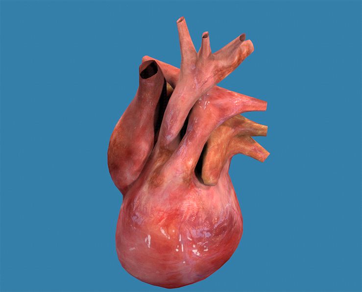 Coeur humain texturé royalty-free 3d model - Preview no. 5