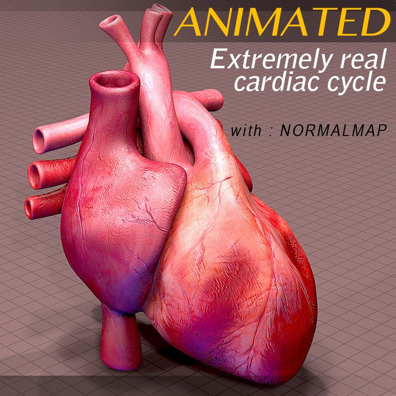 Animowana anatomia serca 3d model