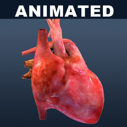 Coeur ANIMÉ texturé 3d model