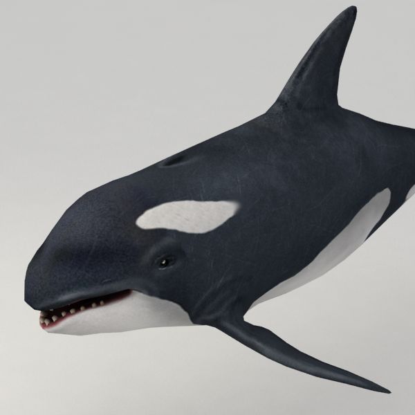 Orca manipulada royalty-free 3d model - Preview no. 3