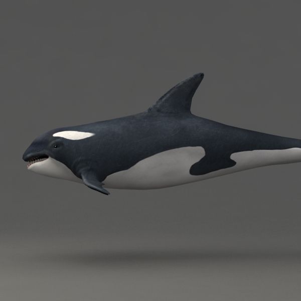 Orca manipulada royalty-free 3d model - Preview no. 7