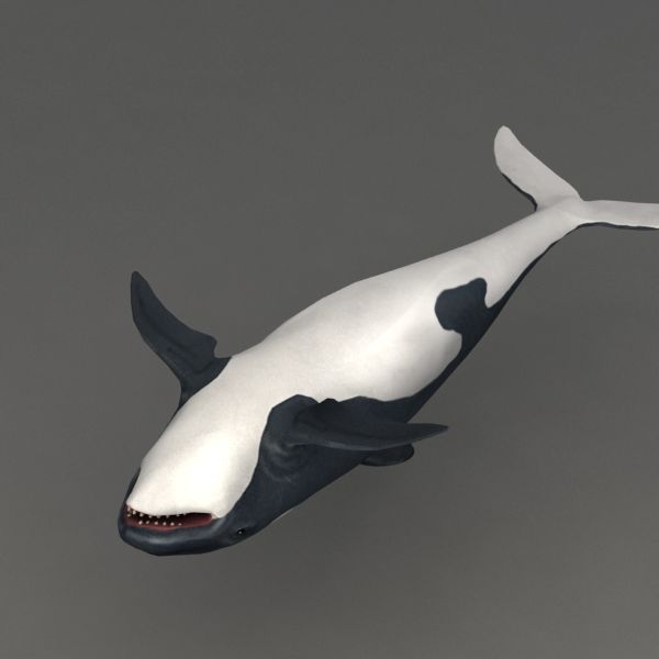 Orca manipulada royalty-free 3d model - Preview no. 8