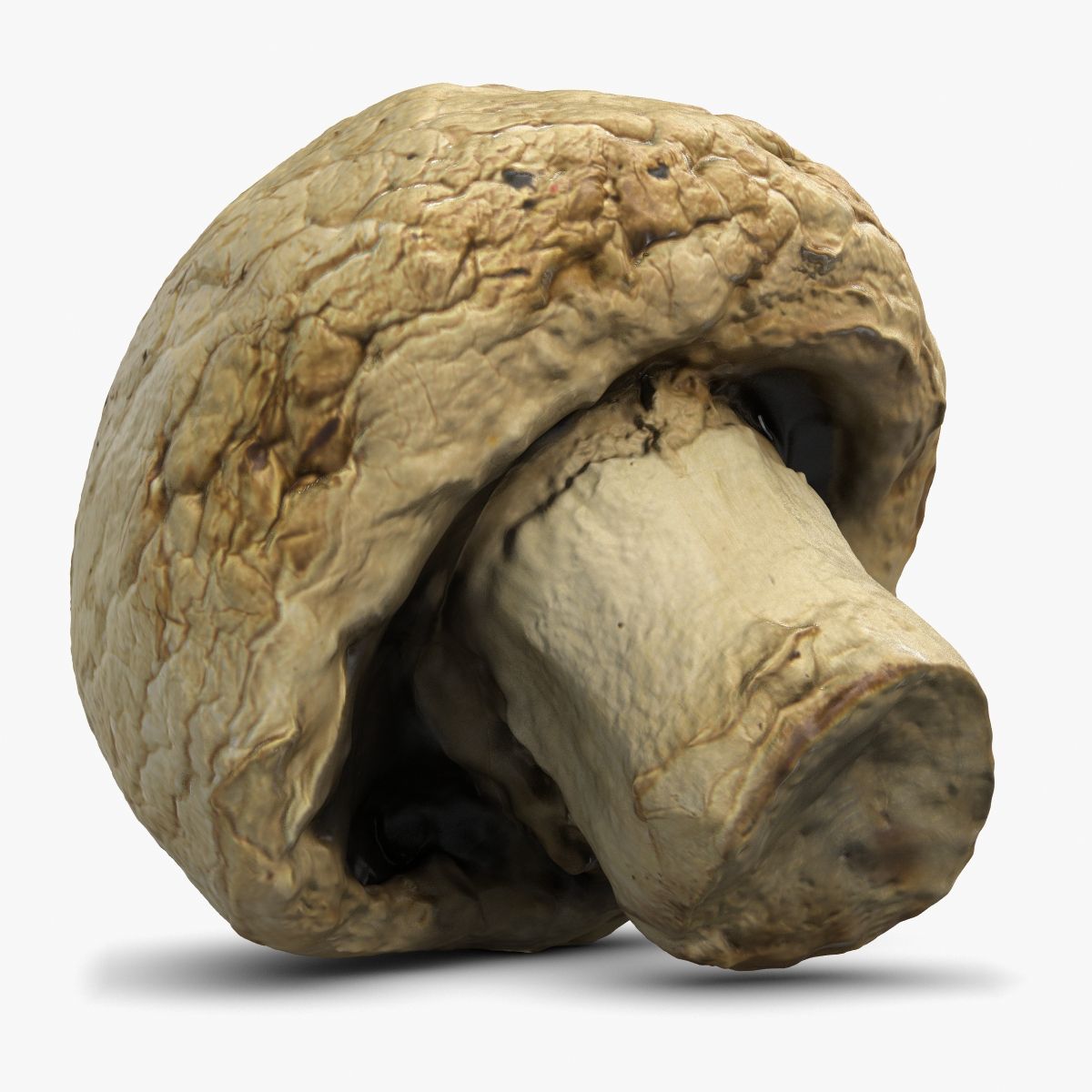 Champignons 5 Agaricus Campestris 3d model