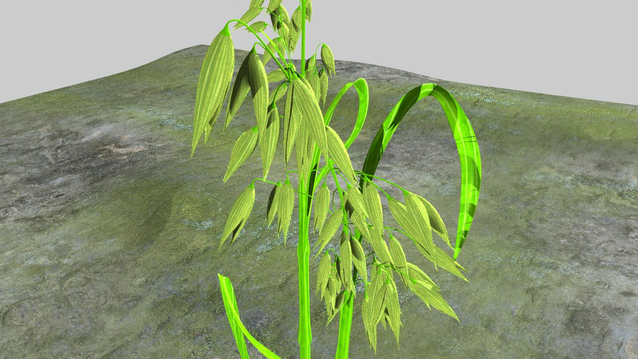 Oat plant 3d model