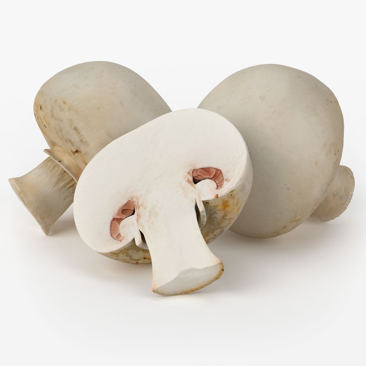 Champignon réaliste 3d model