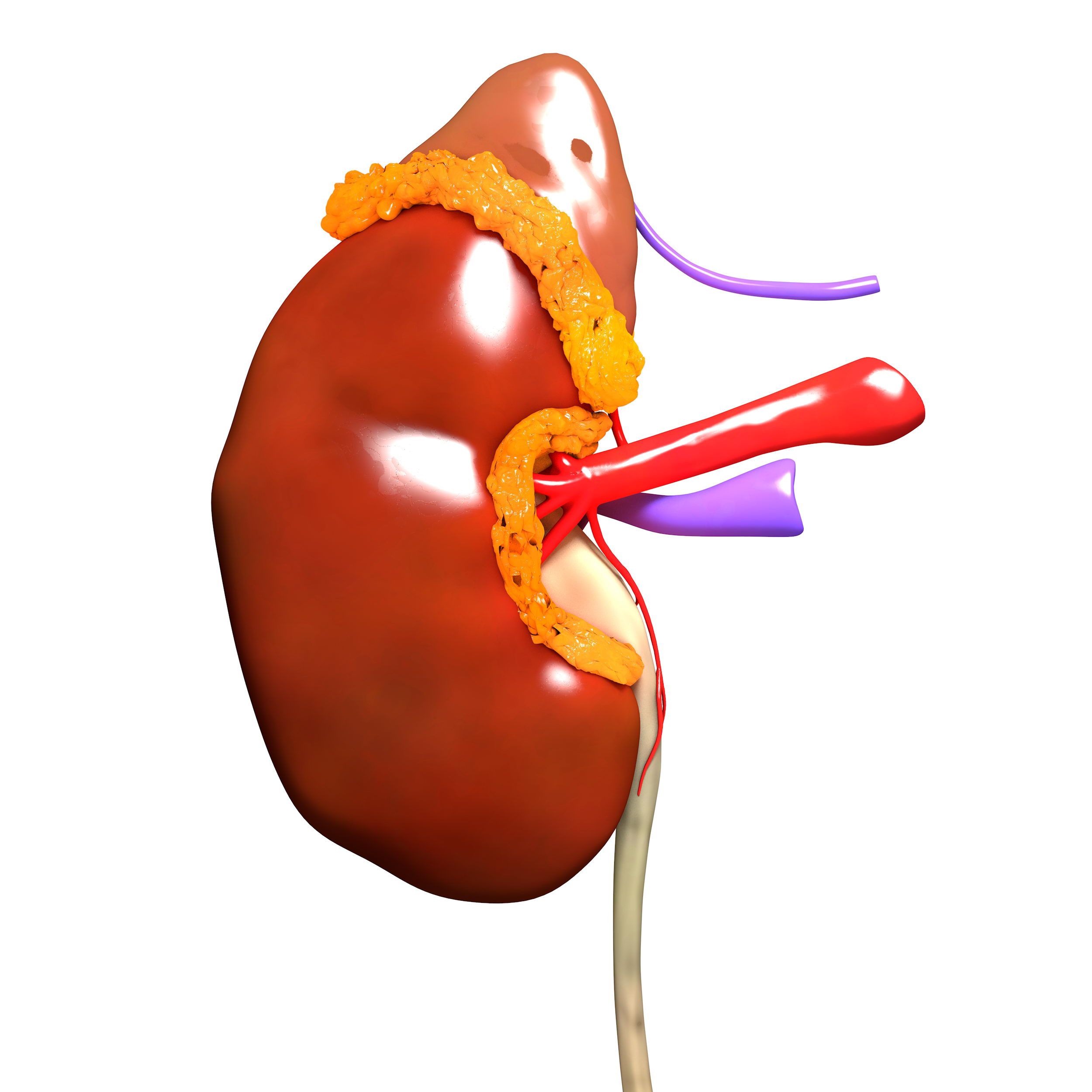 Anatomía del órgano del riñón humano modelo 3d