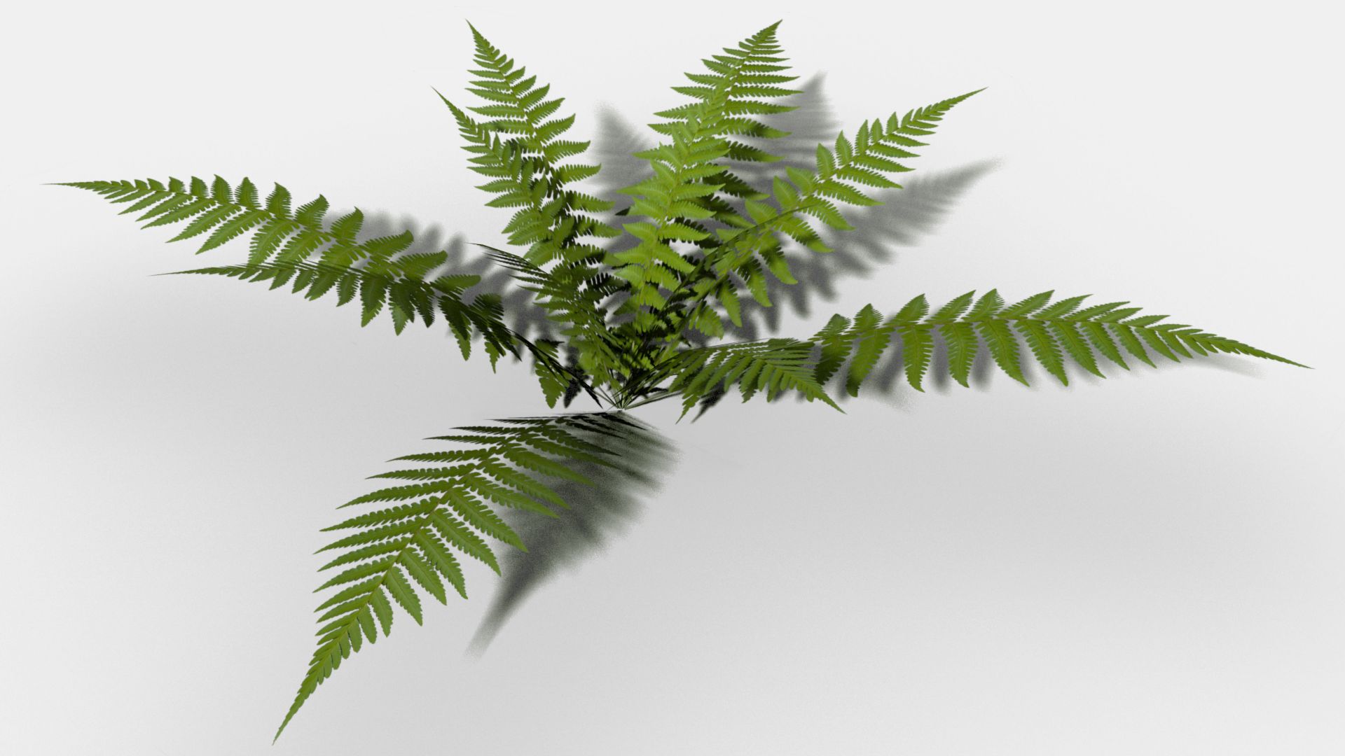 Fern 3d model