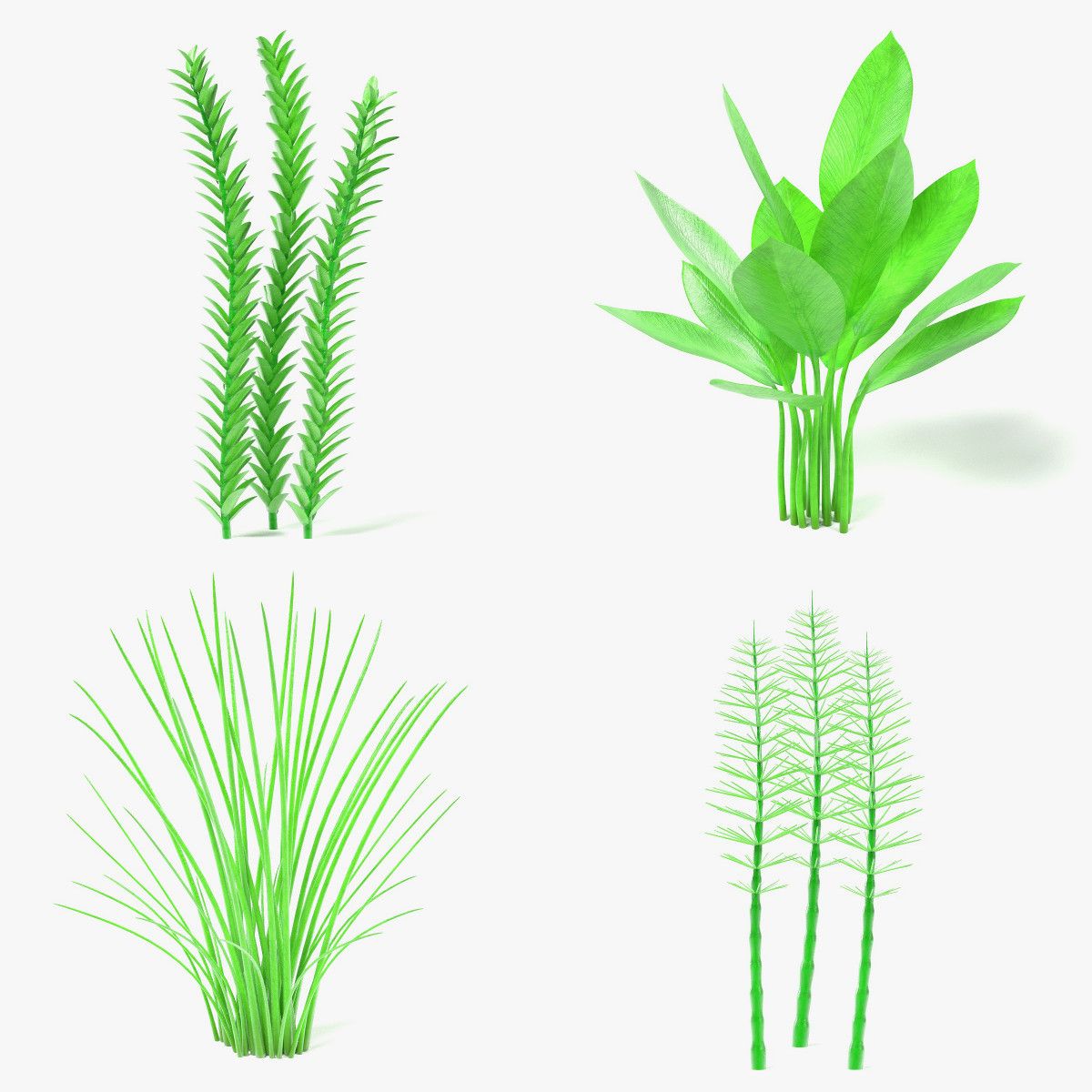 Aquatic Plants 3d model