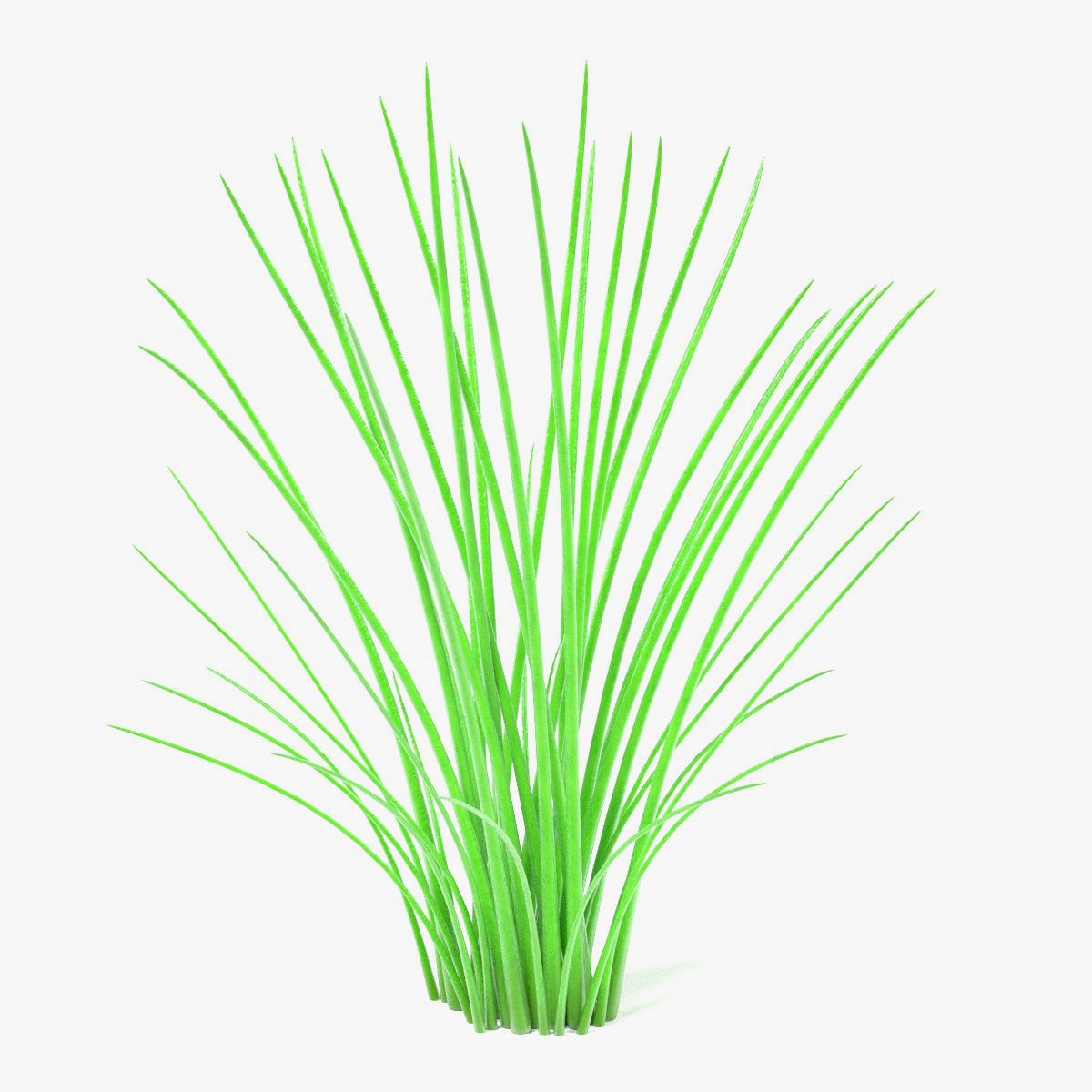 Aquatic Plant2 3d model