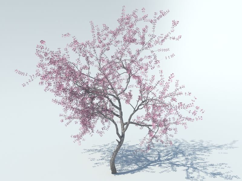 Sakura arbre 3d model