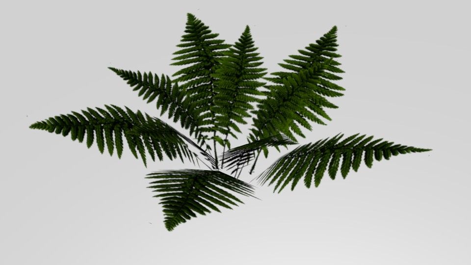 Fern 3d model