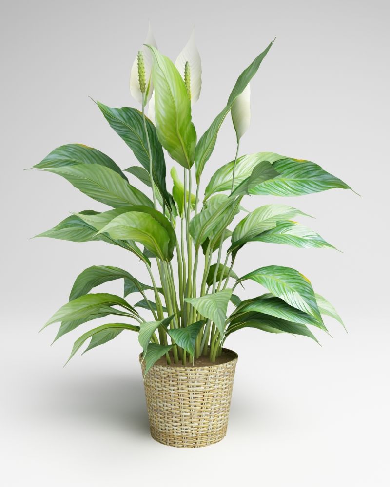 Spathiphyllum, Spath, peace lilies 3d model