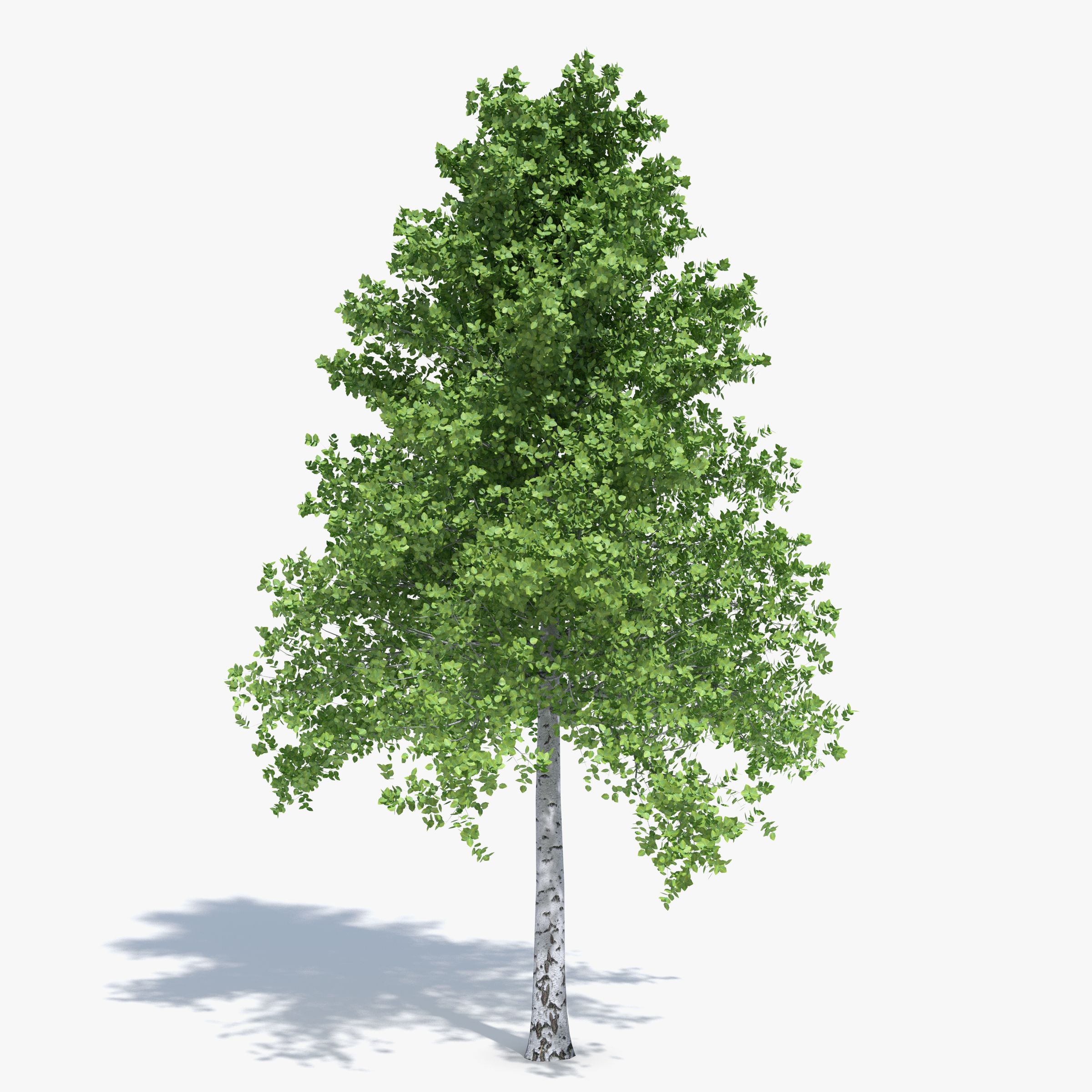 Birch Tree 3d model