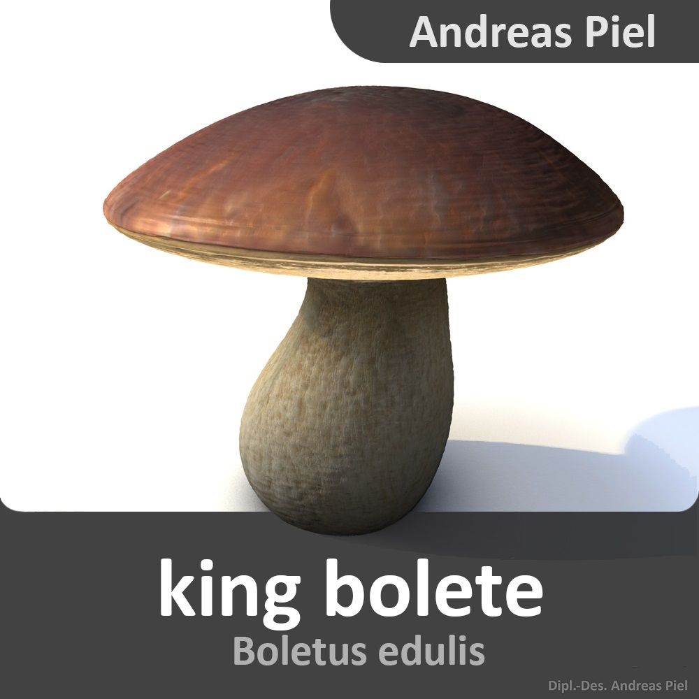 roi bolete 3d model