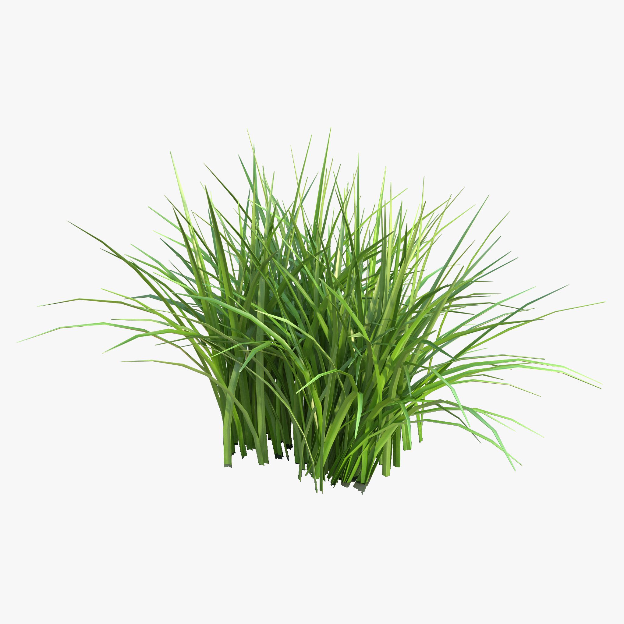 Gras 3d model