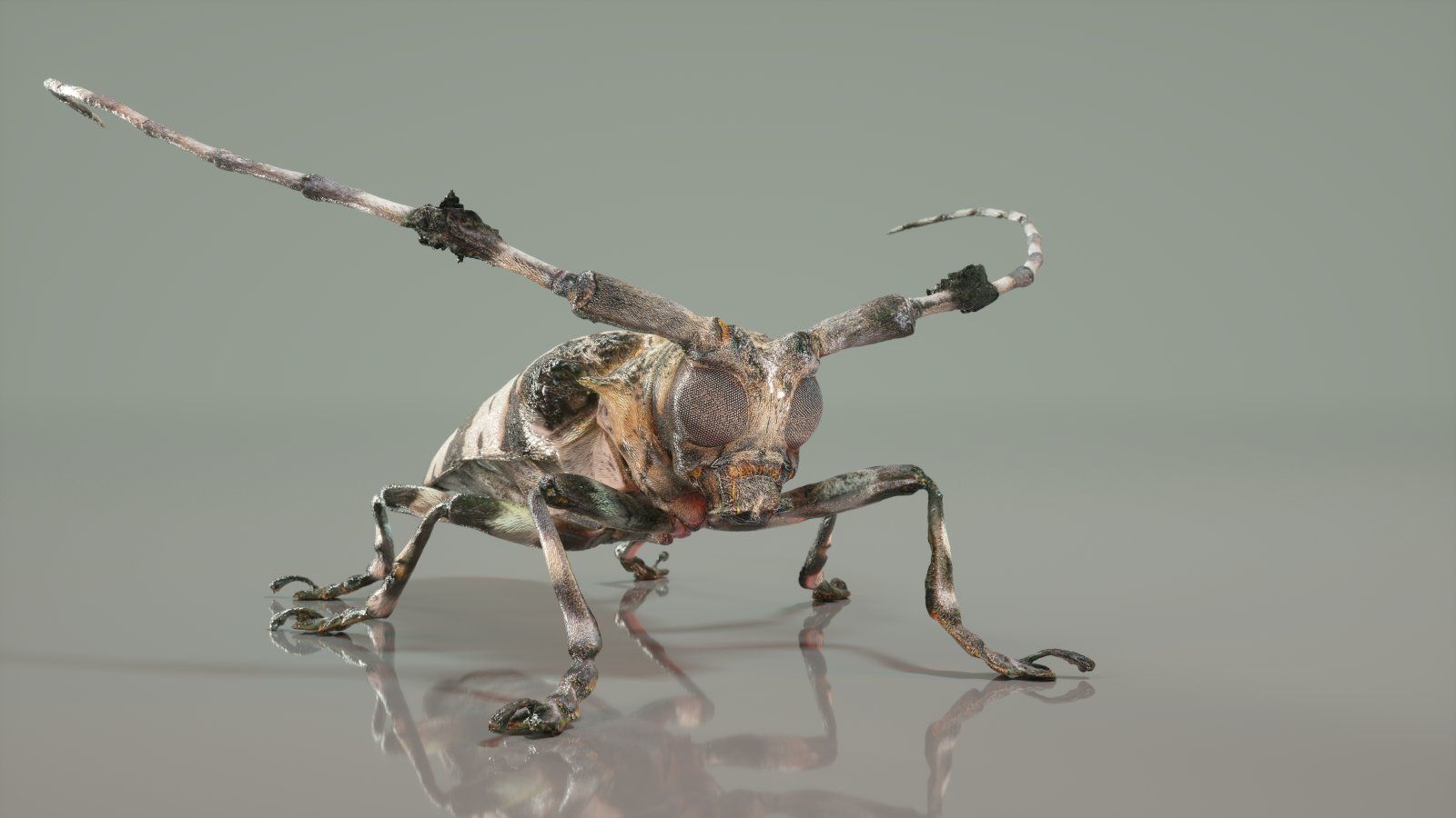 Boktor Beetle 3d model