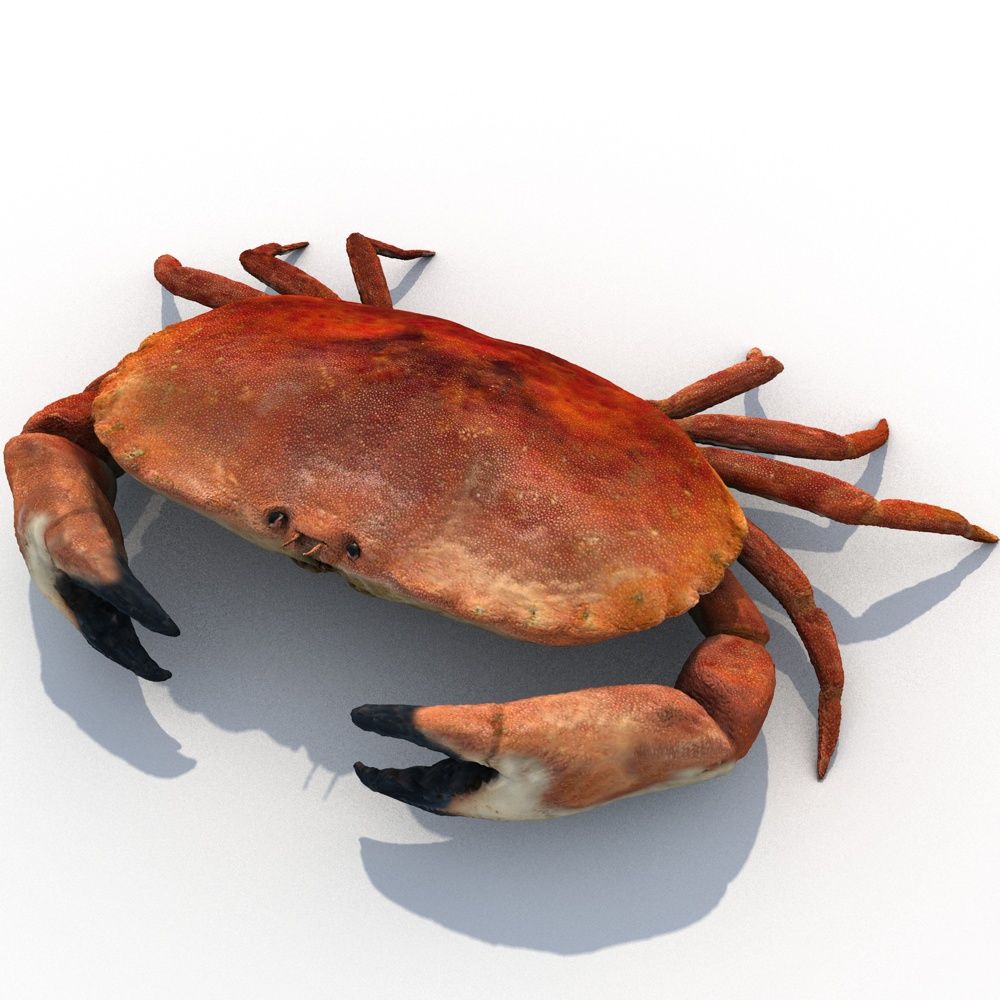 crabe comestible 3d model