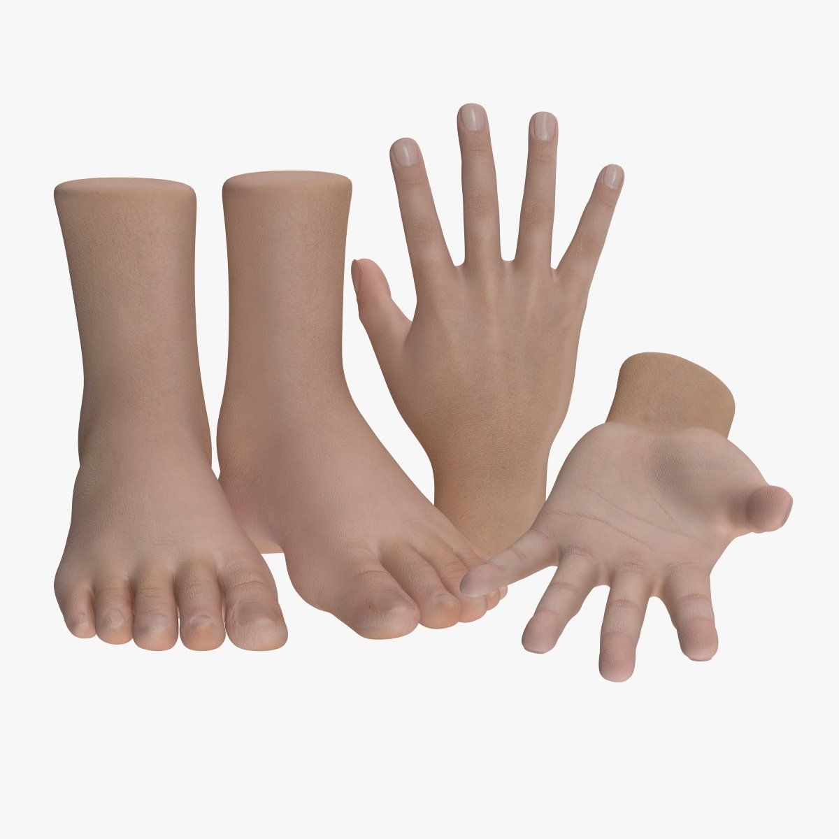 Realistisk hand och fot 3d model