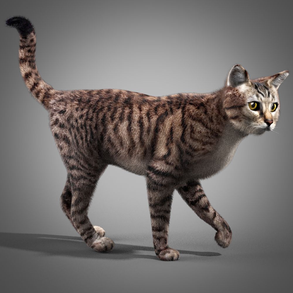 Striped Cat 3d model