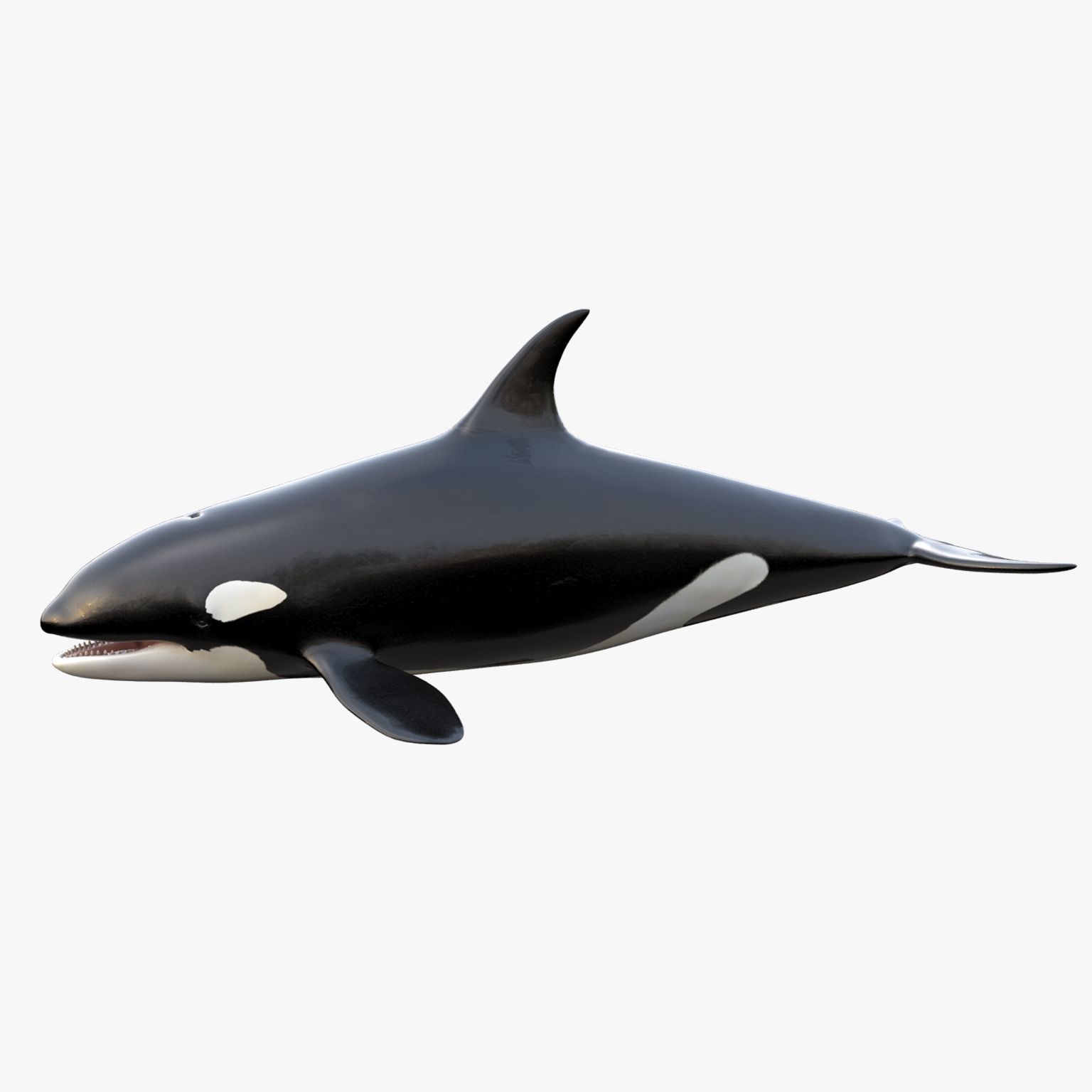 Orca 3d model