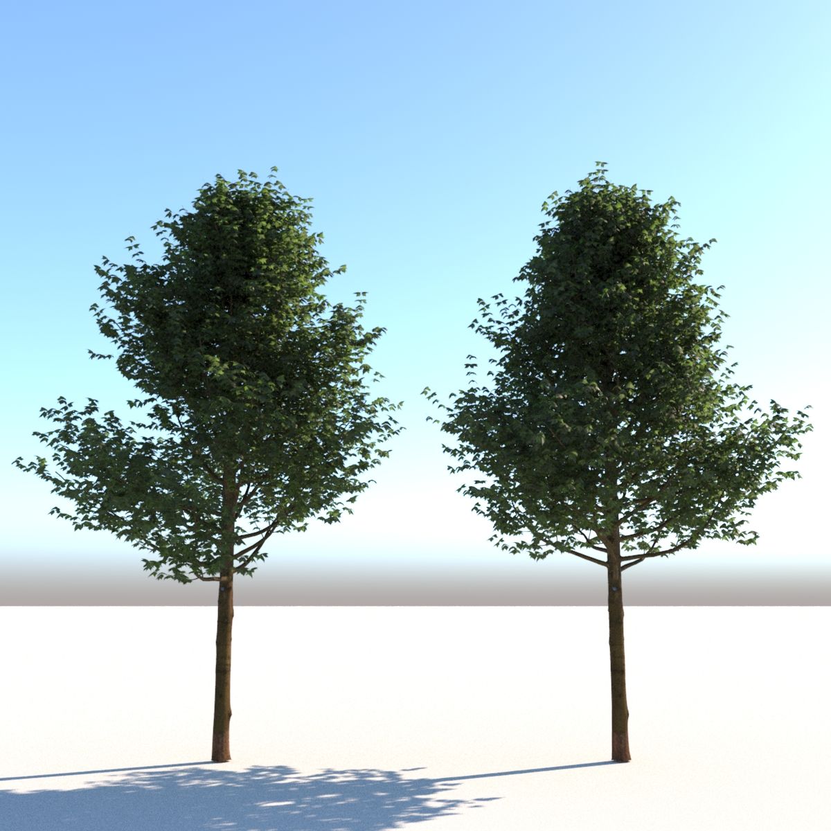 Real Architectural Tree 3d model