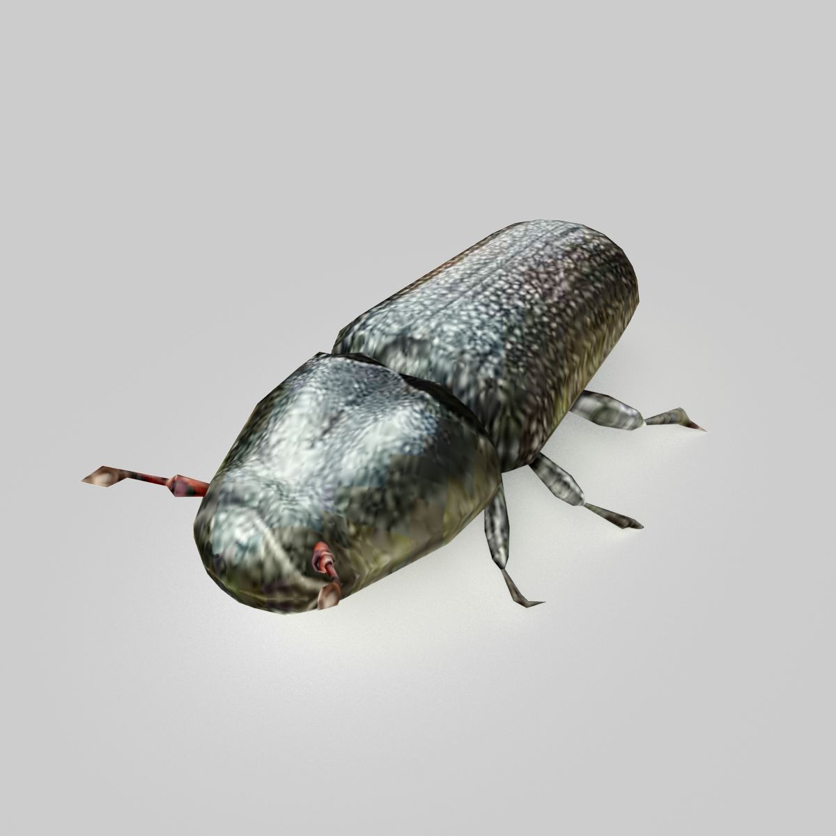 Pine Beetle 3d model