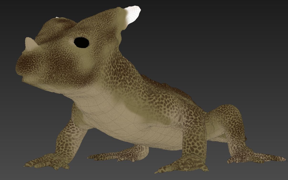 Lagarto cornudo royalty-free modelo 3d - Preview no. 6