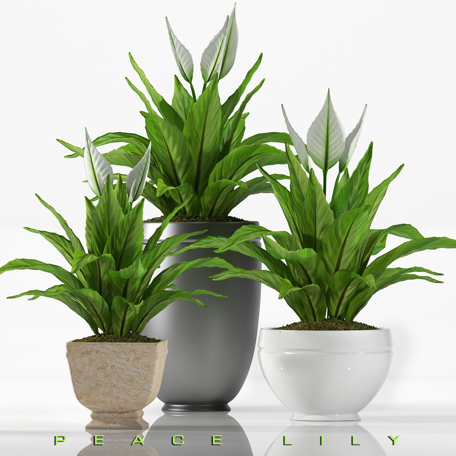 plant Lilly plant 3d model