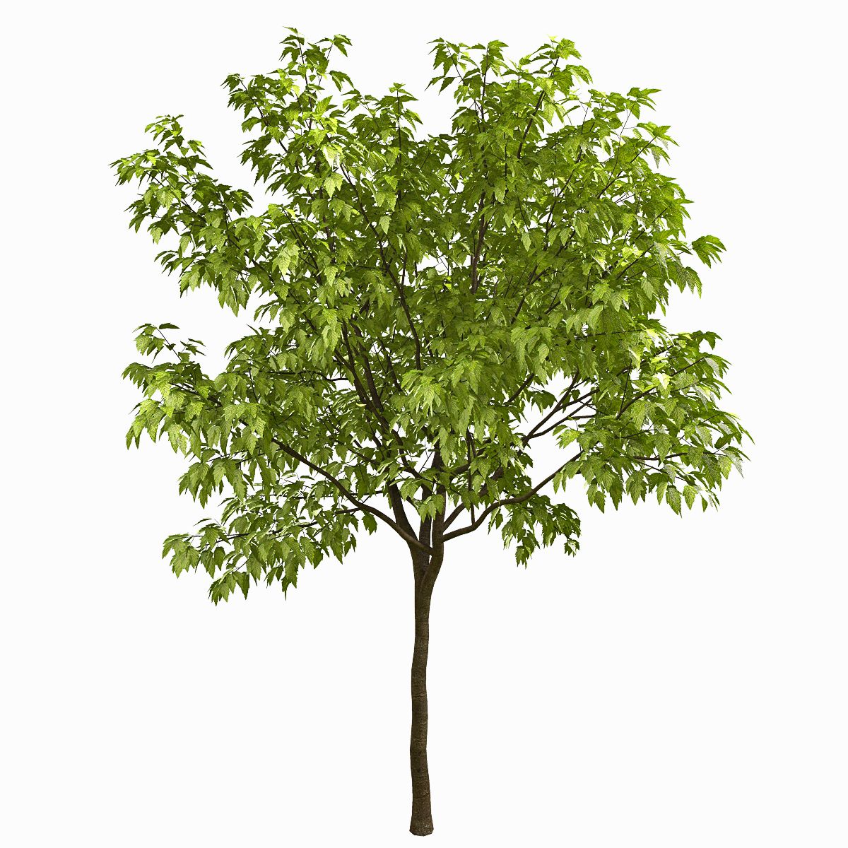 Tree #3 3d model