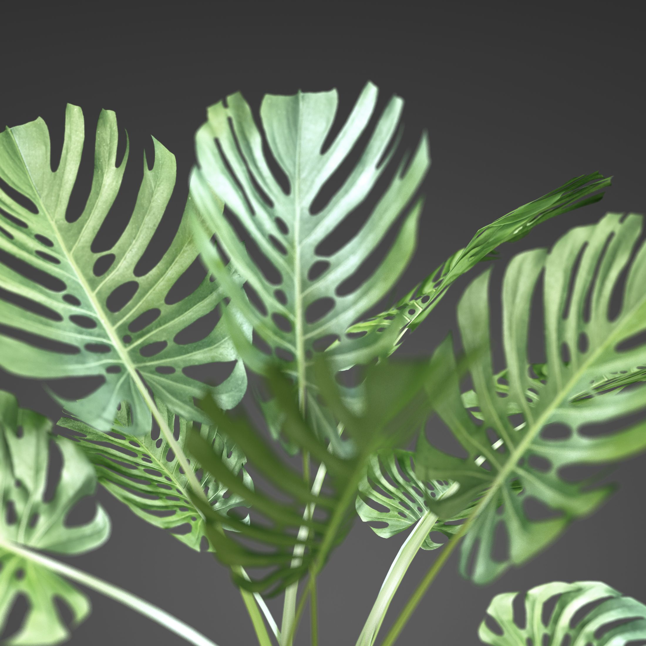 家庭植物龟背竹 3d model