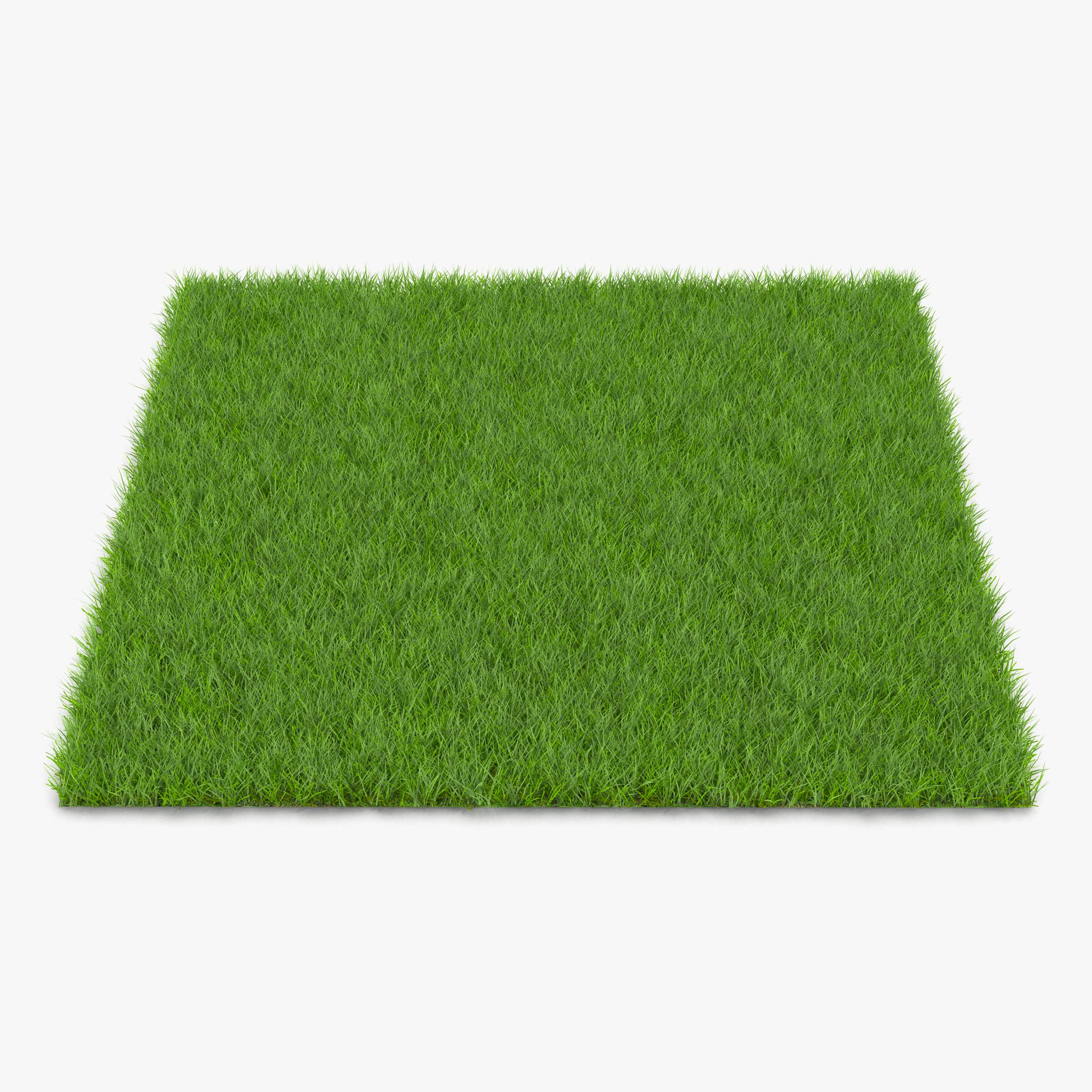 Fescue Grass 3d model