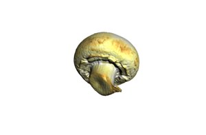 Champignon champignon 3d model