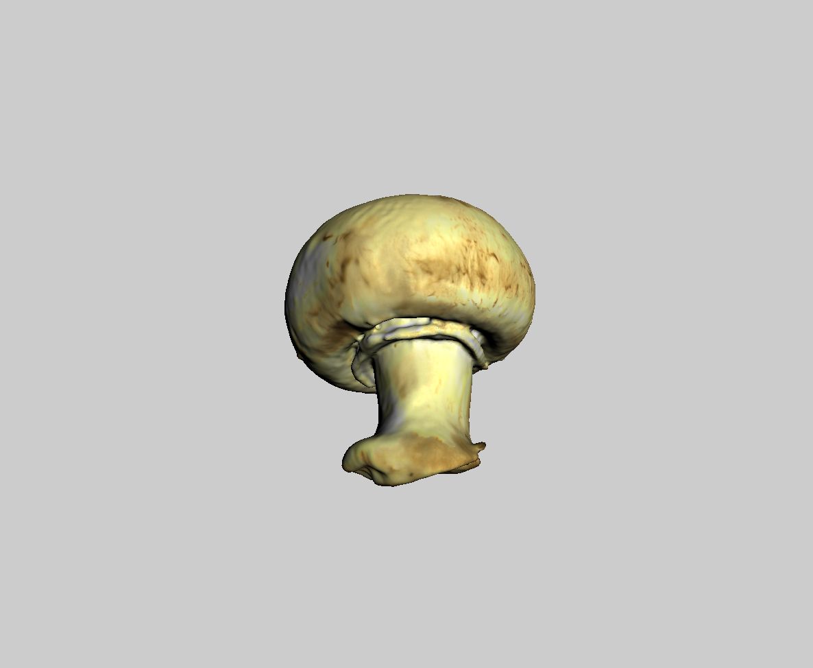 Champignon champignon 3d model