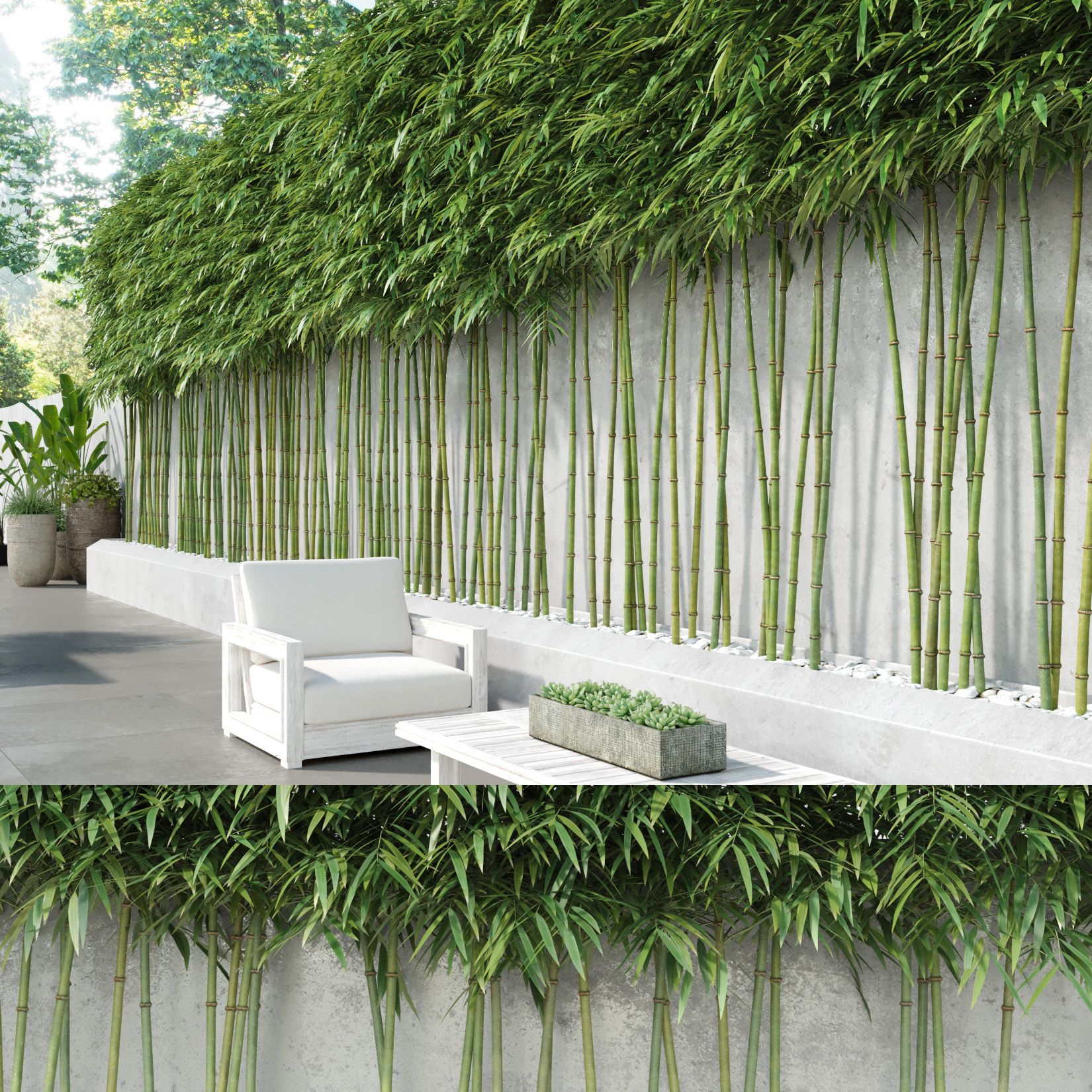 Trimmed Bamboos (+GrowFX) 3d model