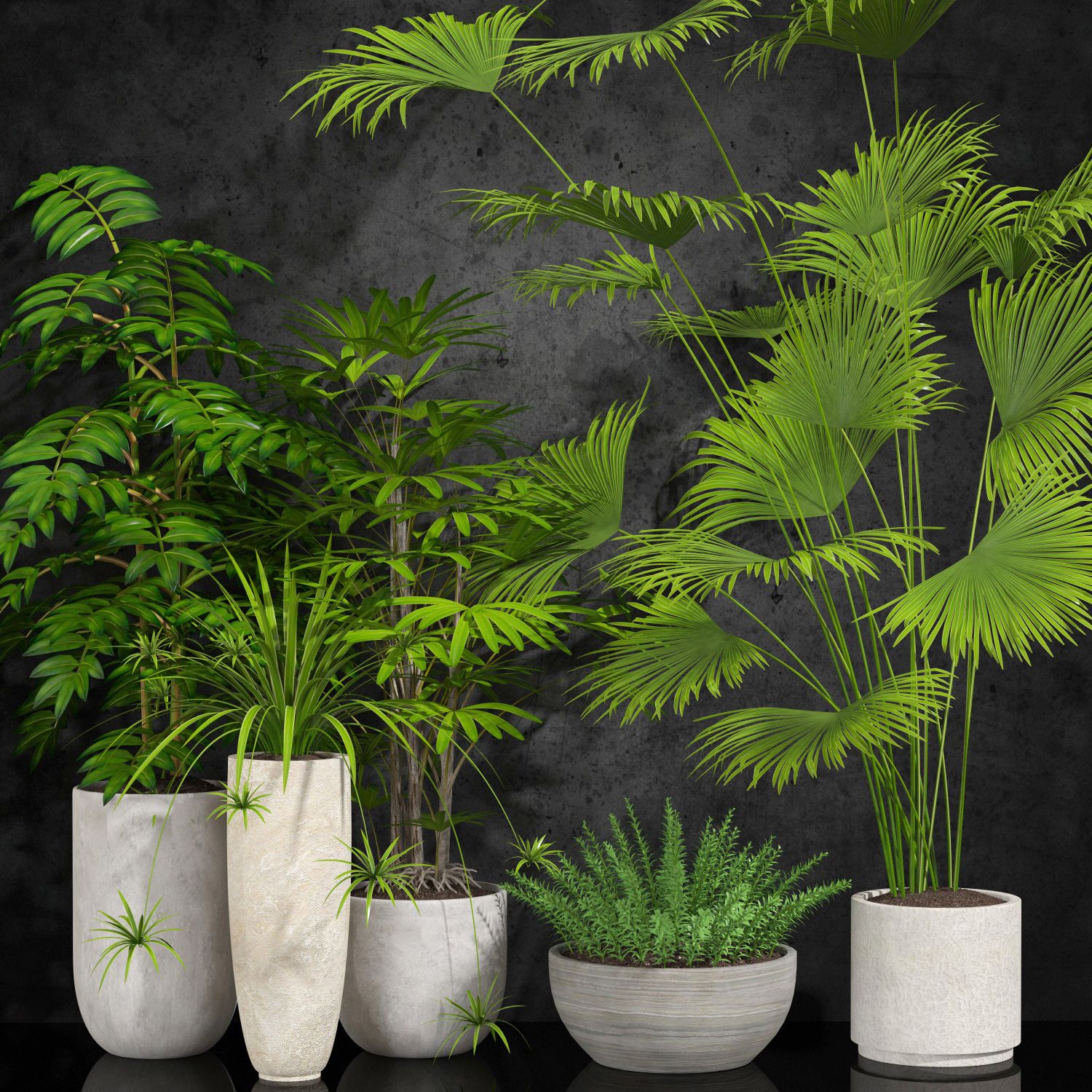 室内植物 3d model