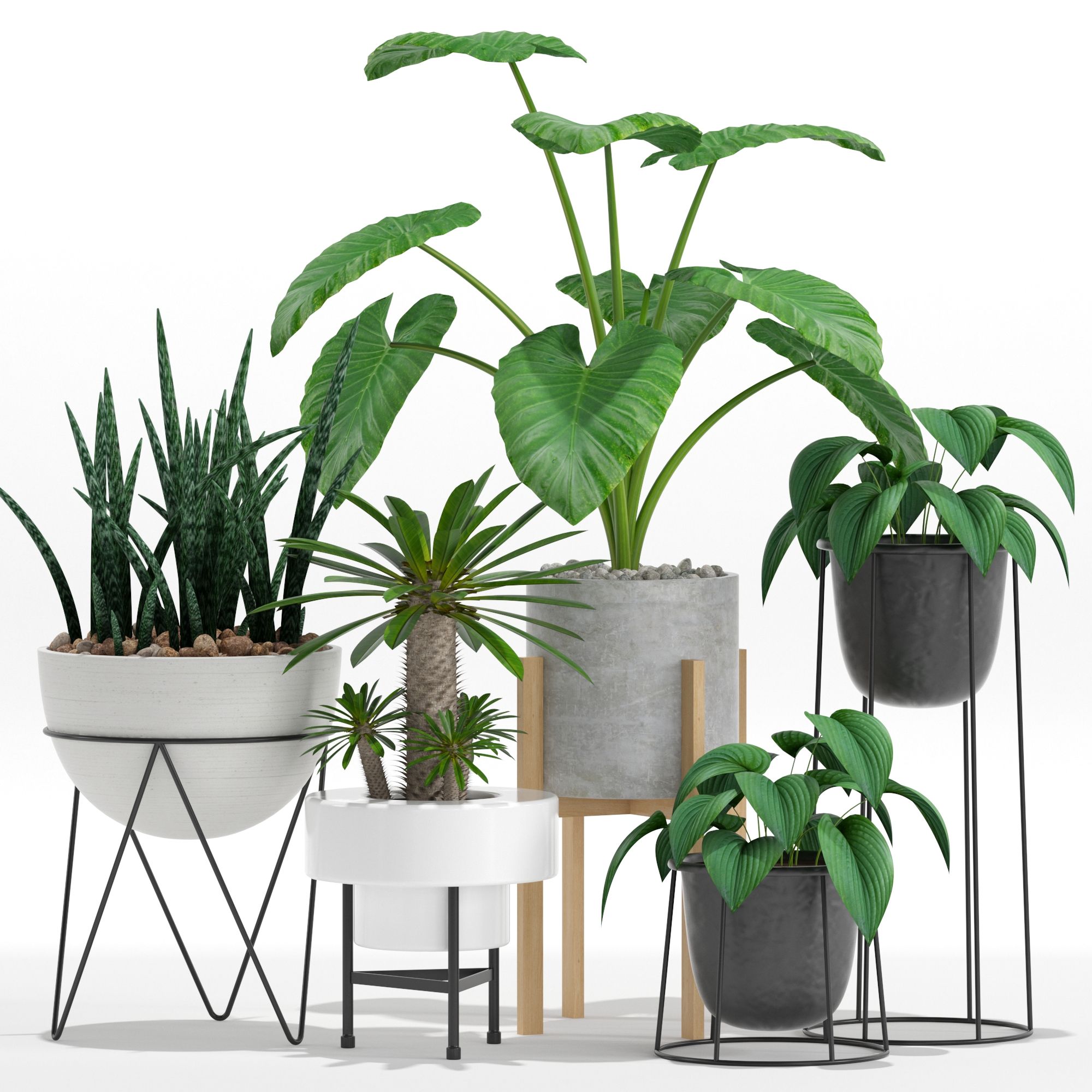 Plants collection 27 3d model