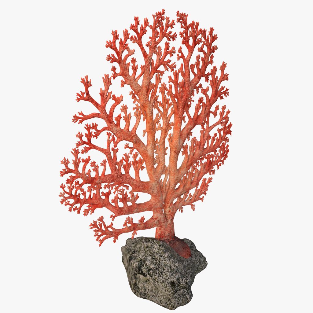 abanico de coral modelo 3d