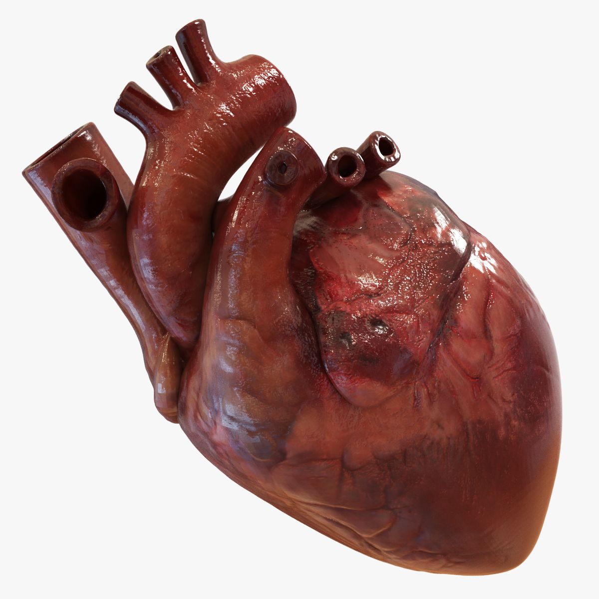 Coeur humain (texturé) 3d model