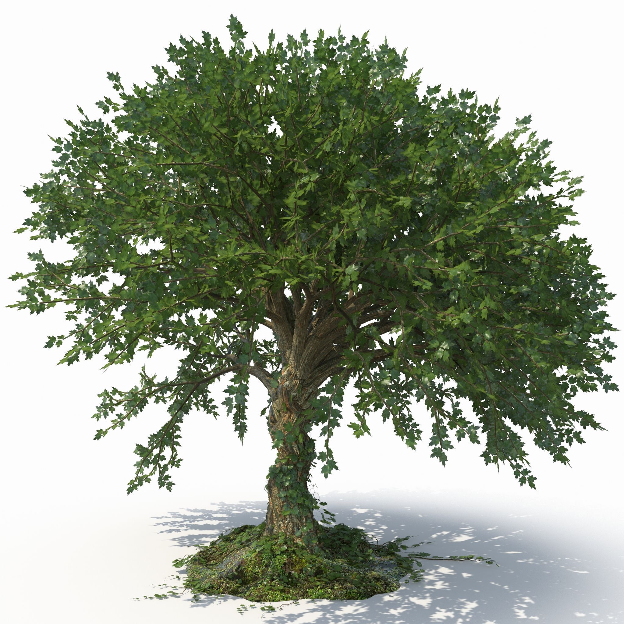 Arbre 3d model